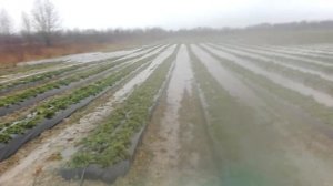 Выращивание клубники в ленобласти, результат непрекращающихся дождей!!