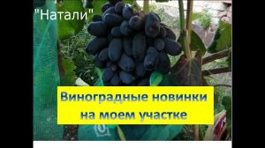 Новинки винограда на моем участке. НАТАЛИ, АНДРЕЙ-53, КАТЮША, ЮБИЛЯР /Часть 1/