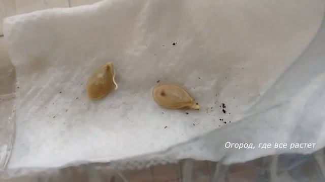 Ускоренный способ проращивания семян в бутылке.mp4 смотреть онлайн