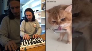 The Kiffness X NumNum Cat (Live Looping Balkan Remix)