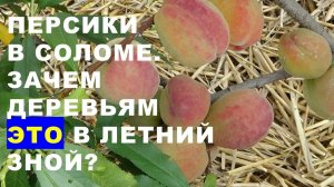 Персики в соломе. Зачем деревьям солома в летний зной?