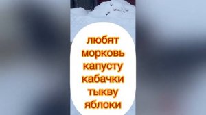 Гуси зимой. Чем кормить гусей зимой и что добавить к корму. Какую птицу оставить в зиму?!Гуси и сне