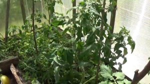 Огород на болоте//ТЕПЛИЦА//наши ОГУРЦЫ и ПОМИДОРЫ