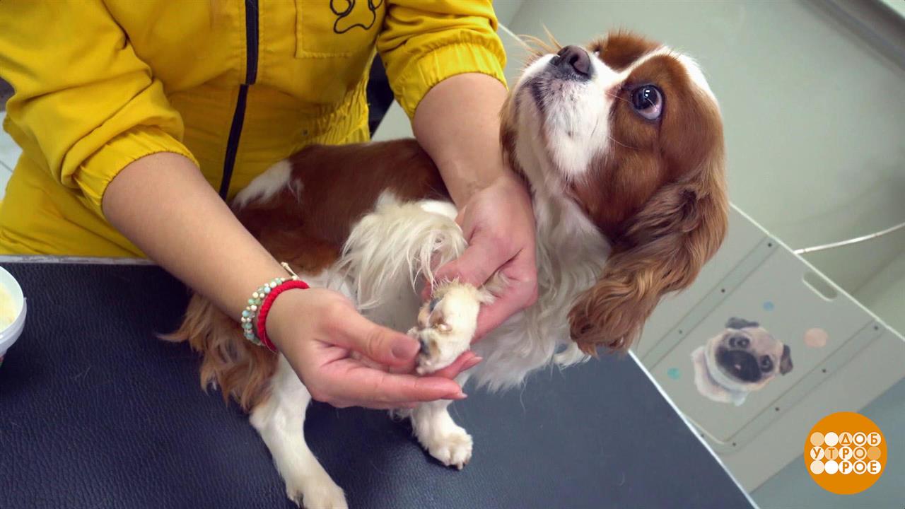 Зачем собаке ботинки? Доброе утро. Фрагмент выпуска от 12.12.2023