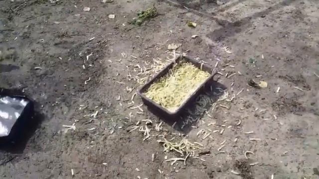 Утки мулард 2 месяца .Чем кормлю уток смотреть онлайн