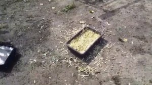 Утки мулард 2 месяца .Чем кормлю уток