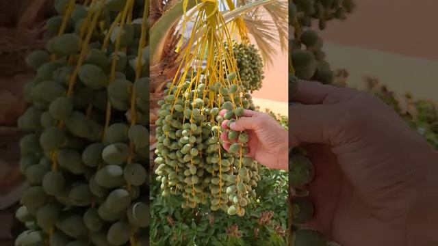 Date & Palm tree Sifuni, Ras al Khaimah смотреть онлайн