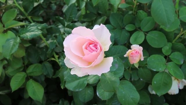 В САДУ 400 СОРТОВ РОЗ. КАКИЕ ЖЕ СМОГЛИ "ЗАЦЕПИТЬ"? смотреть онлайн