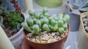 Фенестрария 'Fenestraria' как выращивать в квартире. Полив фенестрарии