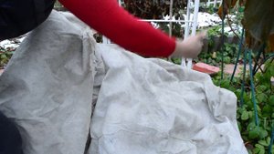 Как укрыть плетистую розу первогодку
