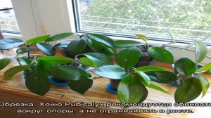 Хойя пубикаликс — Сильвер Сплеш и Сильвер Пинк