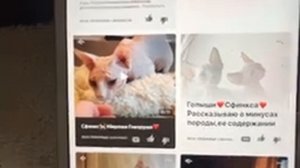 Минусы содержания Канадского Сфинкса??