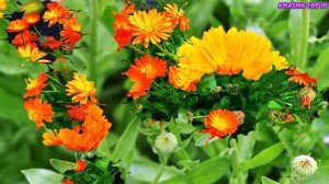 Top 10 Colorful MariGold Flower Ever You Seen | Amazing Flowers Video(HD)