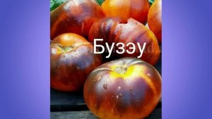 Обзор коллекционных томатов - 10