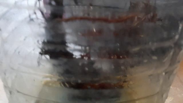 Посадка саженца черешни из коробки/саженцы яблони и черешни смотреть онлайн