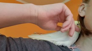 Попугаи ревнуют ? У Риччи это впервые