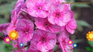 Флокс метельчатый Перун. Краткий обзор, описание характеристик phlox paniculata Perun