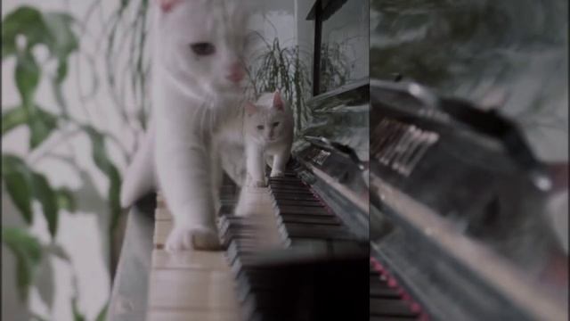 Котики, это животные для души ☺️#котики#котикиграет#релаксация#пушистые смотреть онлайн