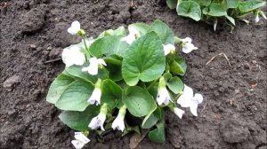 Фиалка  сестринская  Freckles