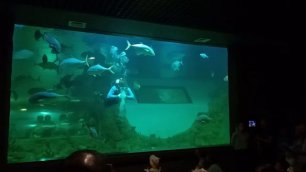 Аквалангист кормит акул в океанариуме