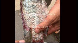 Обзор удаления чешуи-внутренностей рыб на Машине PK-1200 от РостПищМаш