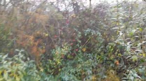 голубь разбился