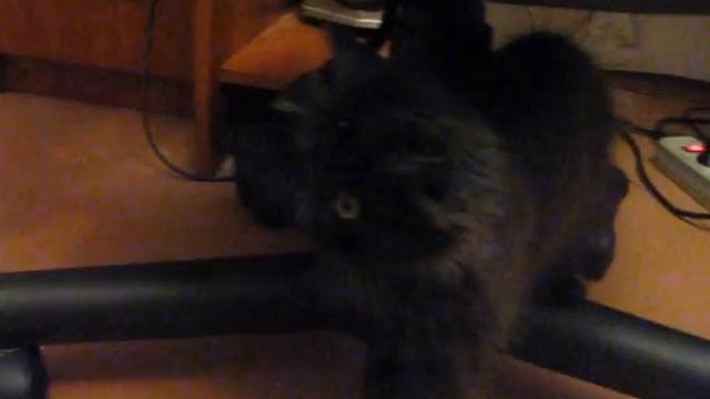 Ну оооооочень злой котище!!!!