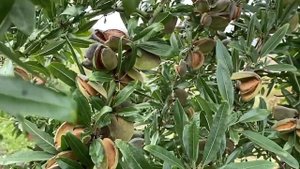 Миндаль Никитский саженцы почтой | Россия | Small Gardens