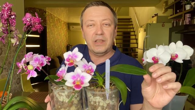 ЭТОТ полив орхидей ДЛЯ СТИМУЛЯЦИИ РОСТА корней орхидеи фаленопсис
