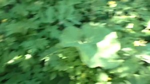 ЛОПУХ/ЧЕРТОПОЛОХ/ТАТАРНИК/РЕПЕЙНИК