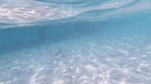 Baby Sharks ? in Maldives ??