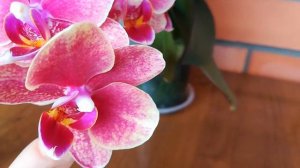 ШЕДЕВРАЛЬНОЕ ЦВЕТЕНИЕ КРАСАВИЦЫ SAVION❣️?❤️#orhids #phalaenopsis #flores #фаленопсис ❣️❤️????