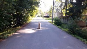 Дрессировка акита ину. Команда Сидеть с выдержкой.