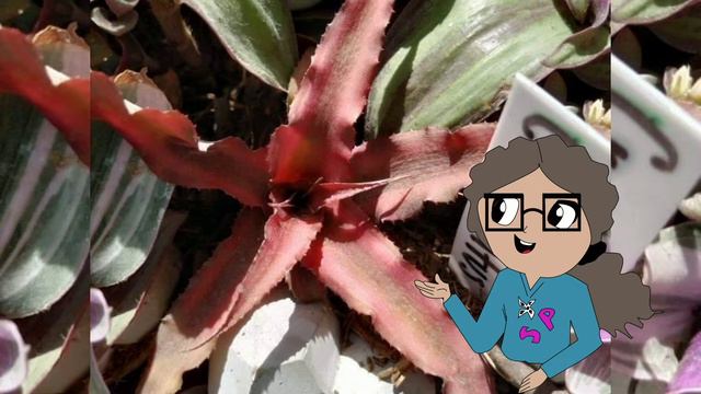 Cryptanthus (estrella de tierra) смотреть онлайн