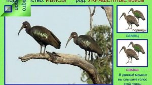Ибис. Черношейный, украшенный и др. Голоса птиц
