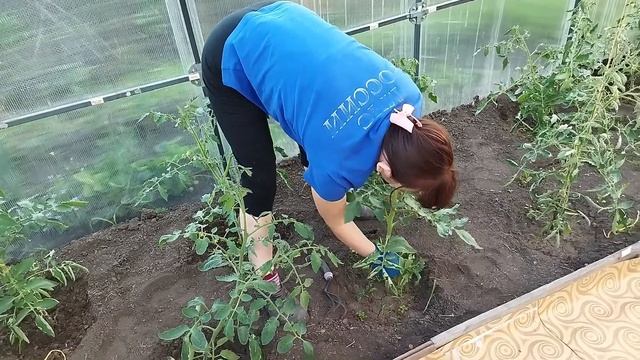 Собрала жимолость // Подвязала помидоры // Во дворе поселилась сова // Крик совенка смотреть онлайн