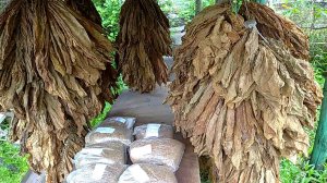 УВЛАЖНЕНИЕ ЛИСТА (ОТВОЛАЖИВАНИЕ)