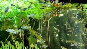 Кормление самок и мальков гуппи  замороженным белым мотылем коретрой