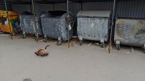 Headcrab in real life