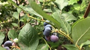 Урожай Молодых Кустов / Голубика 2020