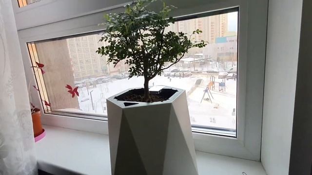 myPot умное кашпо. посадил зантаксилиум . смотреть онлайн