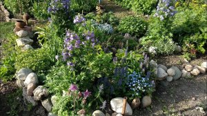 С днём розы! Горка, Синюха голубая и другие.