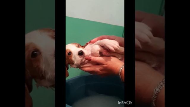 моем собаку 1 месяц 1 год