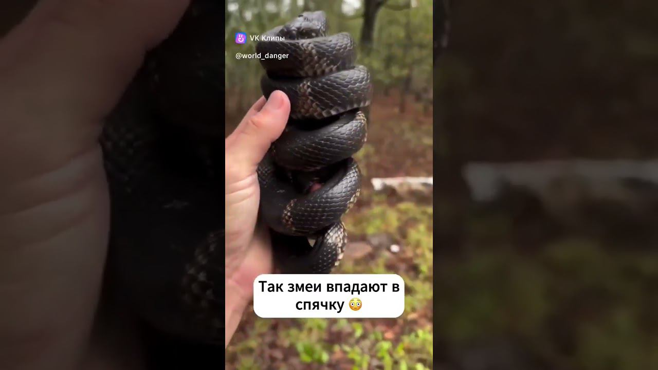 Собираем в лесу пружины для матраса смотреть онлайн