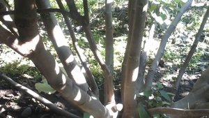 Как обрезать инжир на зиму. НЕ плодородные сорта