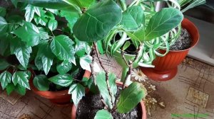 Обрезаю фикусы Триколор и Лира