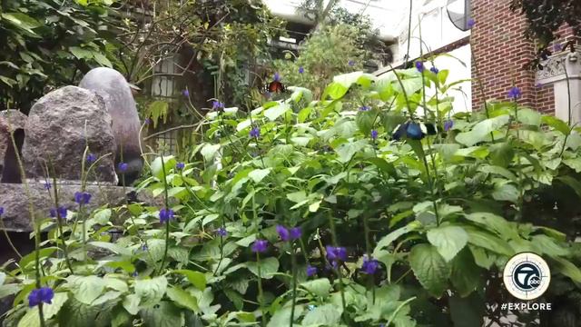 Inside the Detroit Zoo Butterfly Garden & Free-Flight Aviary смотреть онлайн