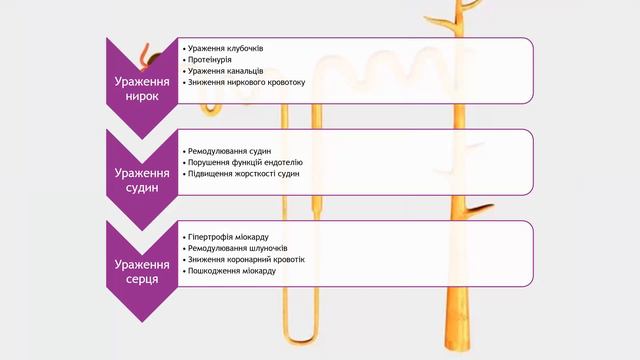 Нирки у практиці лікарства ПМД | Твій сімейний лікар