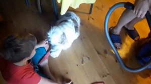 АМЕРИКАНСКИЙ КОКЕР СПАНИЕЛЬ🐶ПЫЛЕСОСИМ ОТ ШЕРСТИ