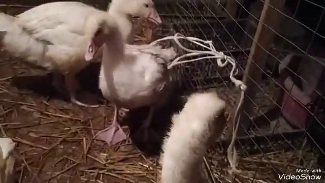 Где индюки?Примерный папаша! Цыплятам 7 дней. Чем пропоила? смотреть онлайн